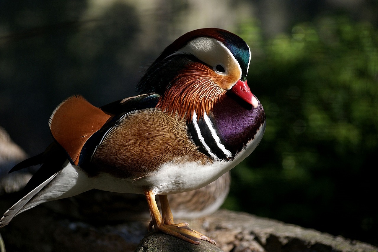 carolina wood duck male bird free photo