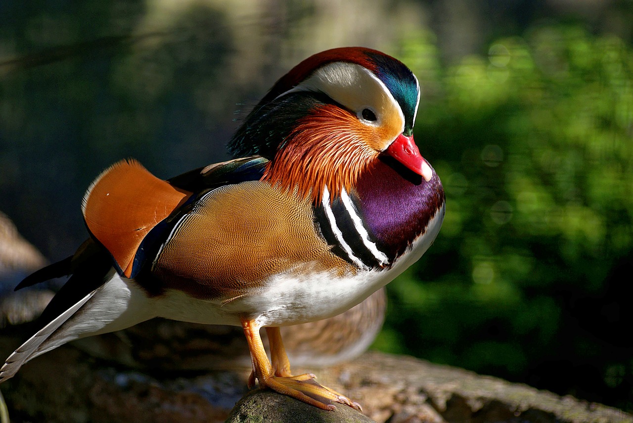 carolina wood duck water fowl birds free photo