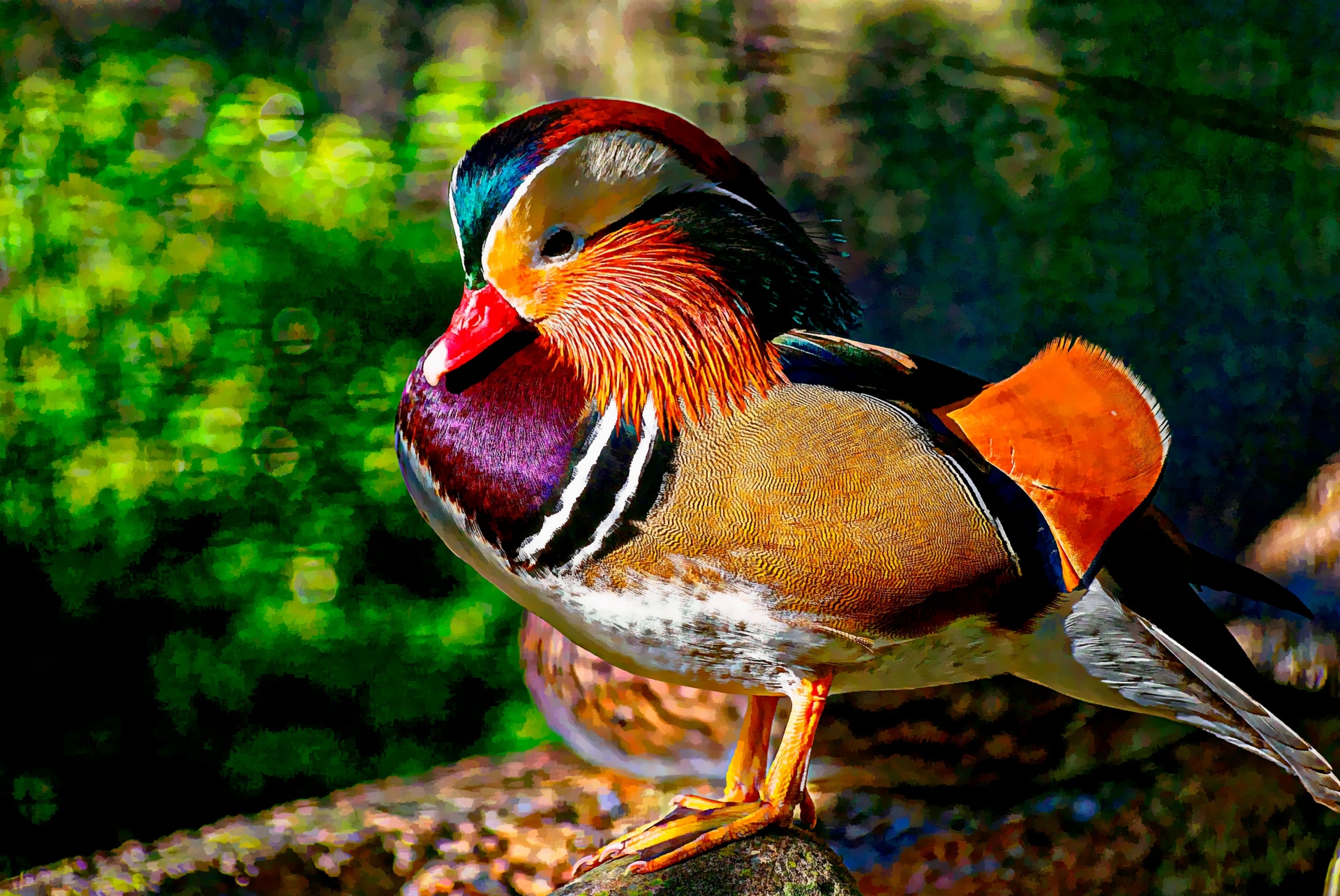 carolina wood duck painting bird free photo