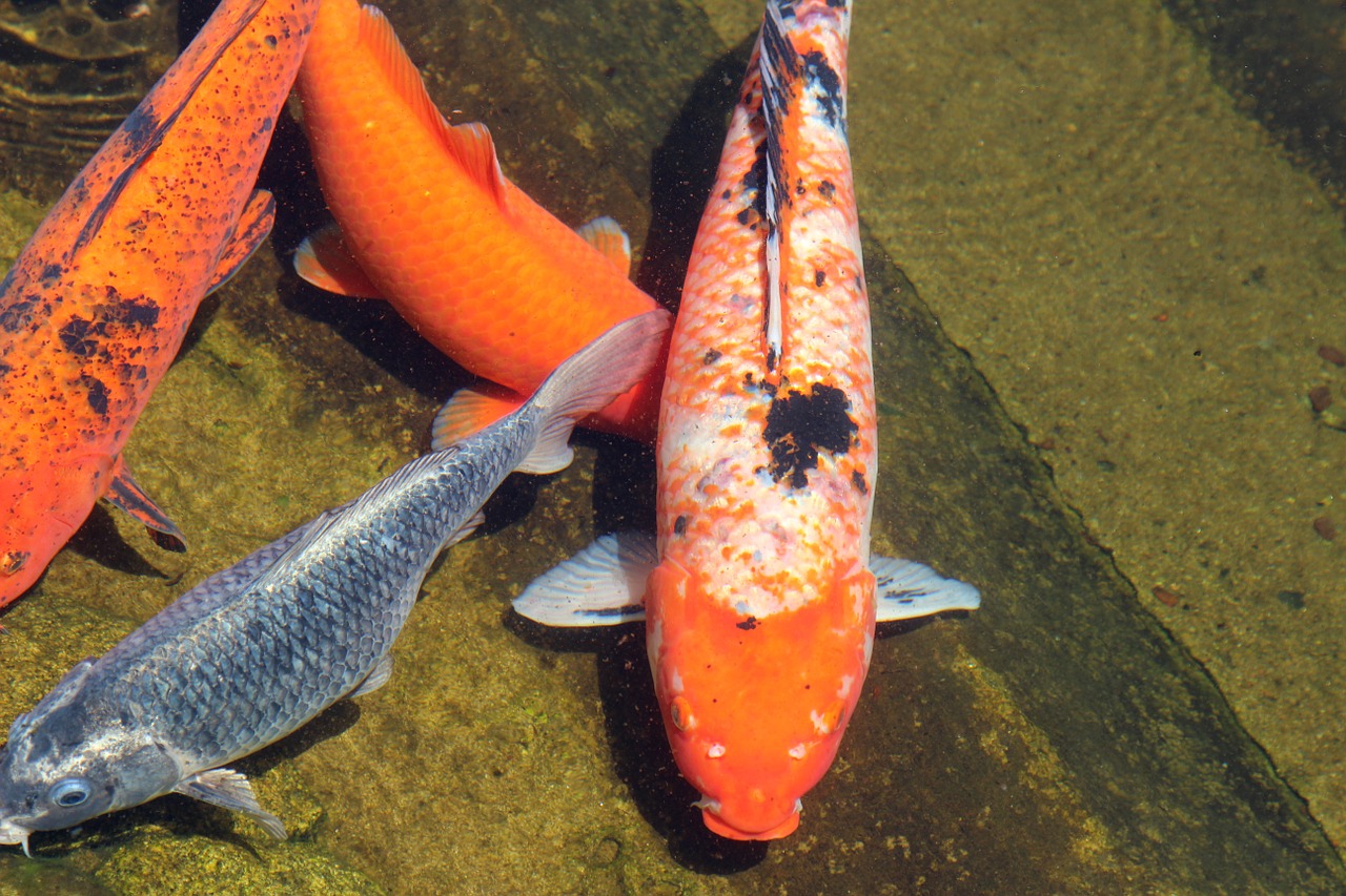 carp fish color free photo