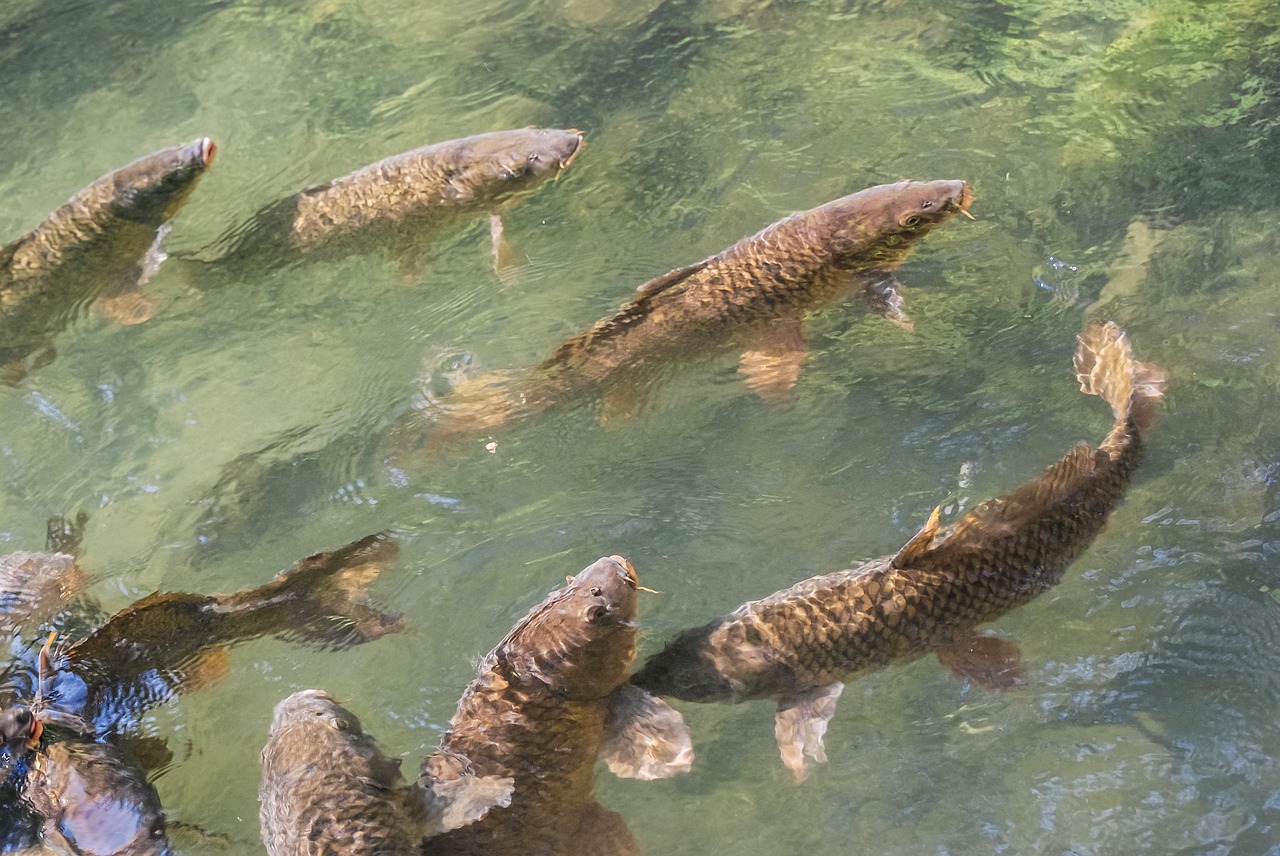 carp fish lake free photo