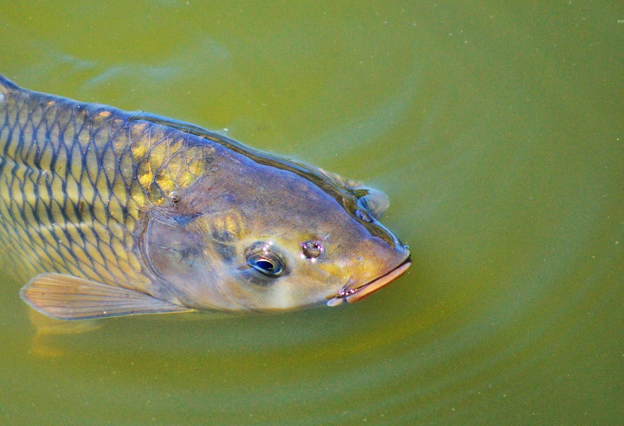 carp fish appear free photo