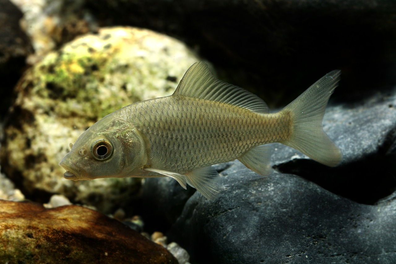 carp freshwater fish fishes free photo