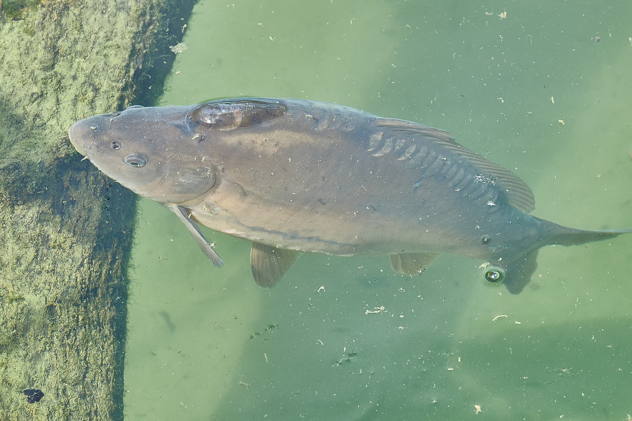 carp river nature free photo