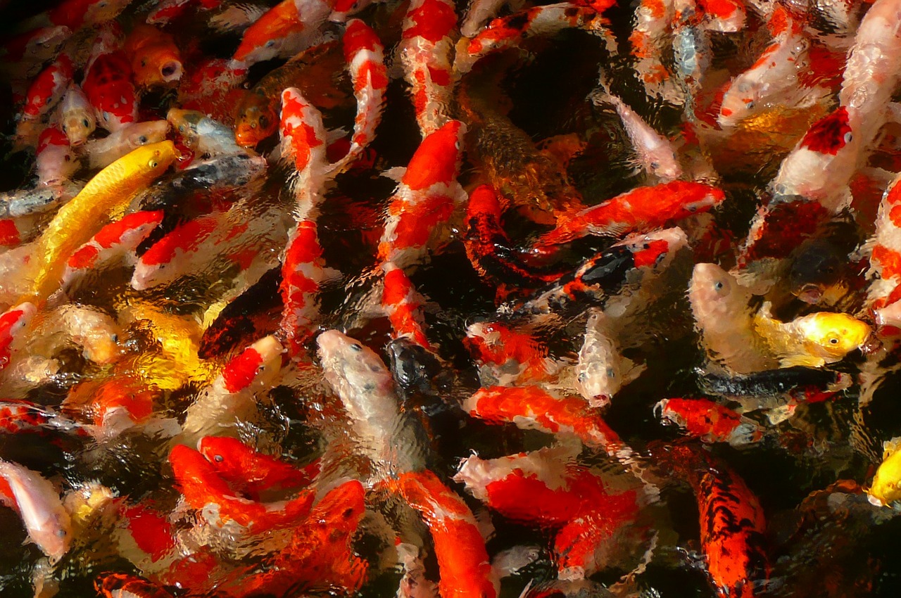 carp carp swarm fish free photo