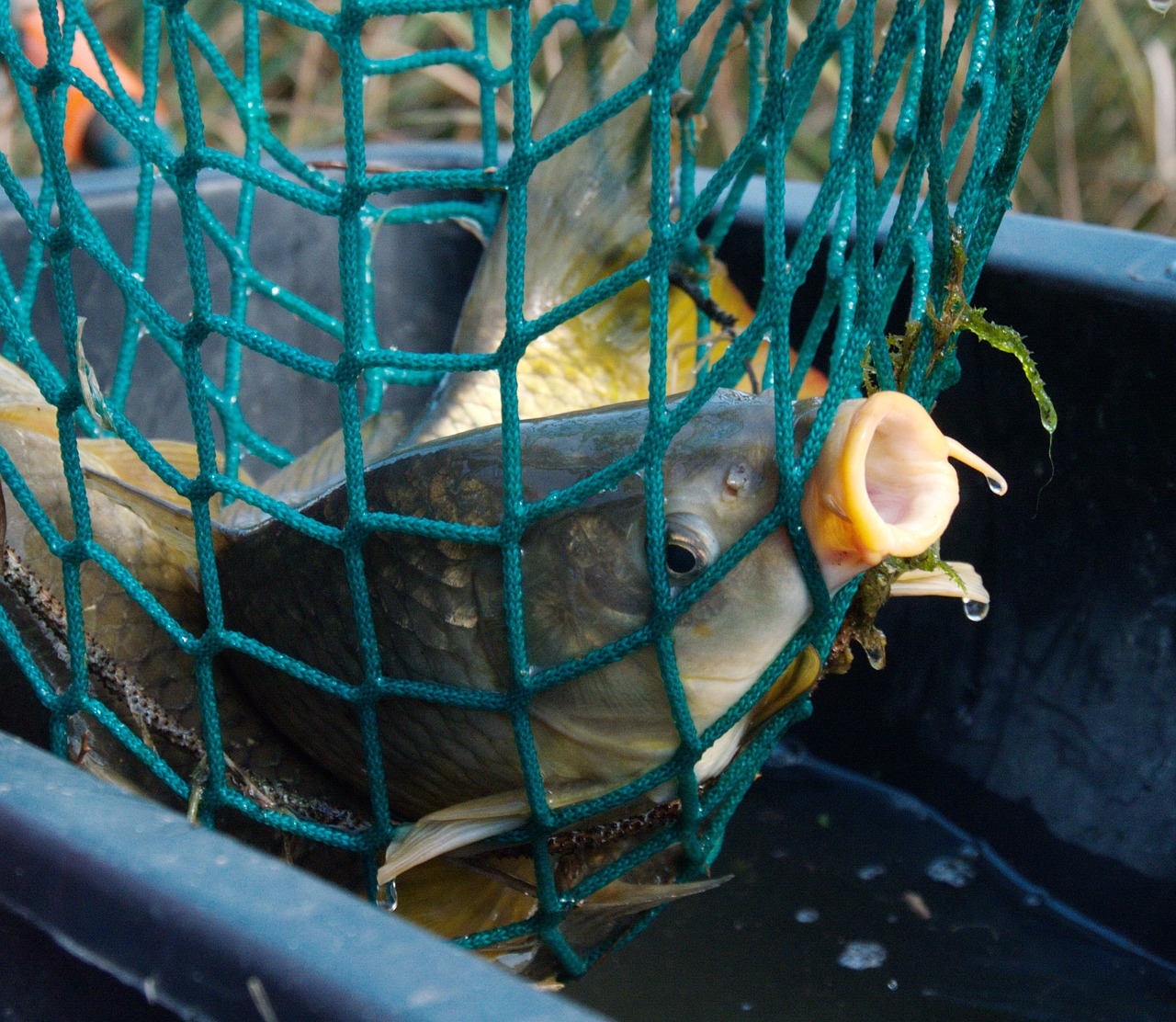 carp fish fishnet free photo