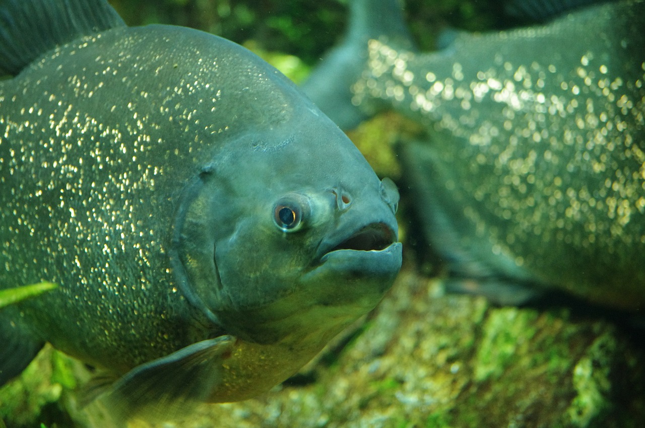 carp fish aquarium free photo