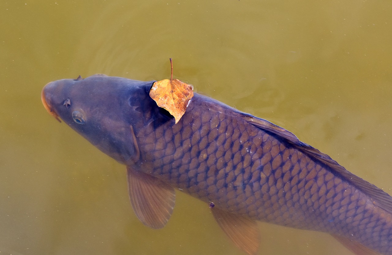 carp  fish  water surface free photo