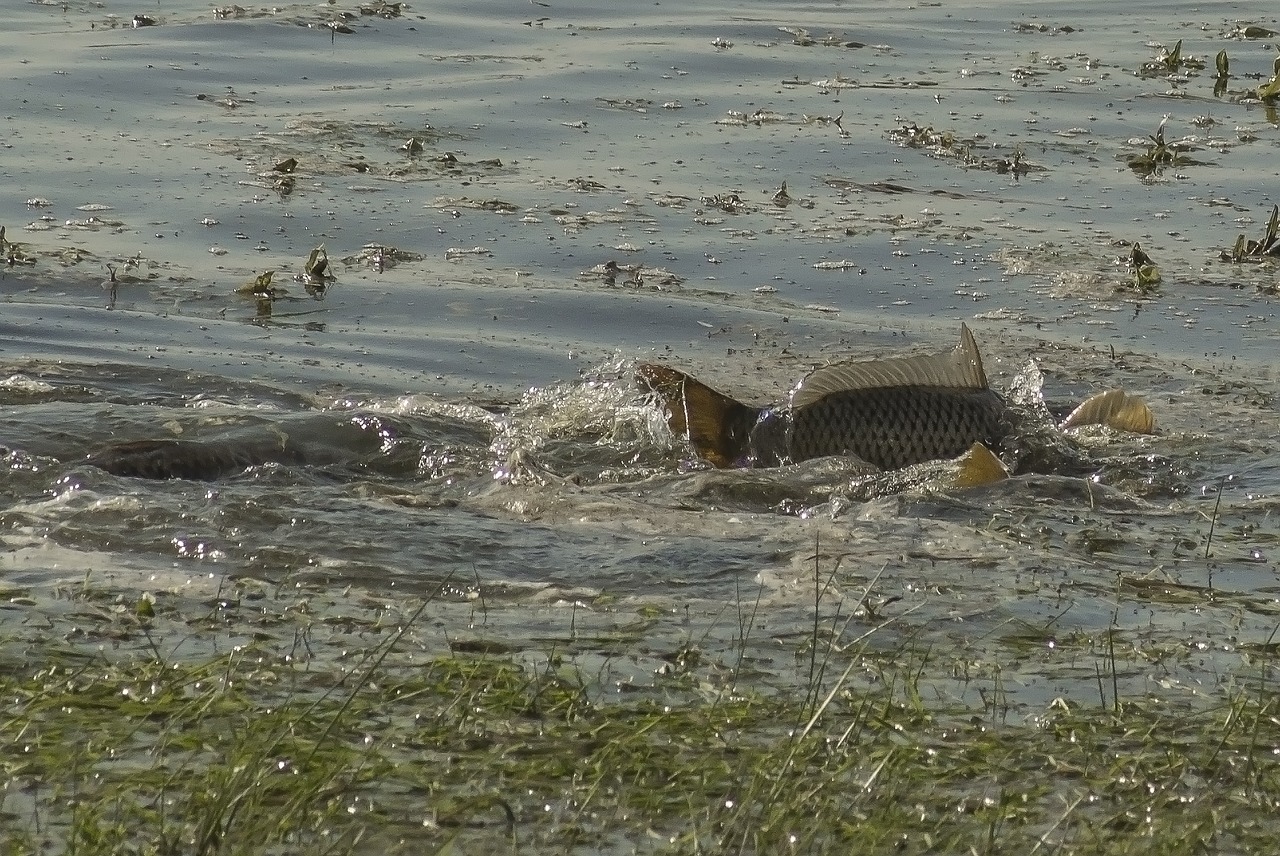 carp  body of water  nature free photo