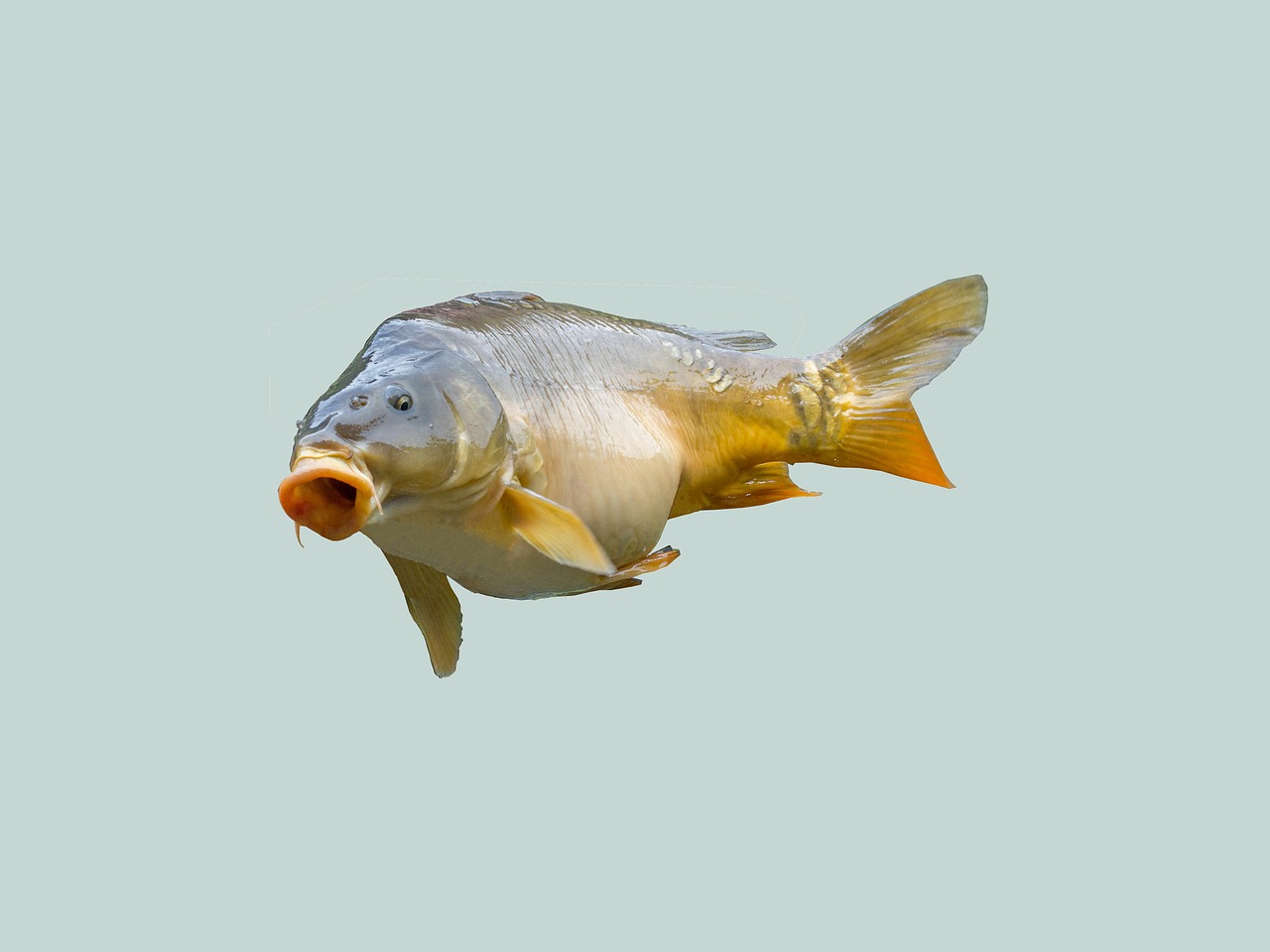 carp fish angler free photo