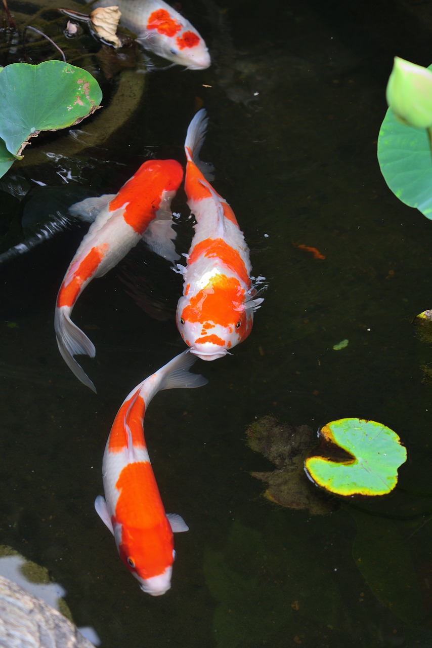 carp  fish  aquatic animals free photo