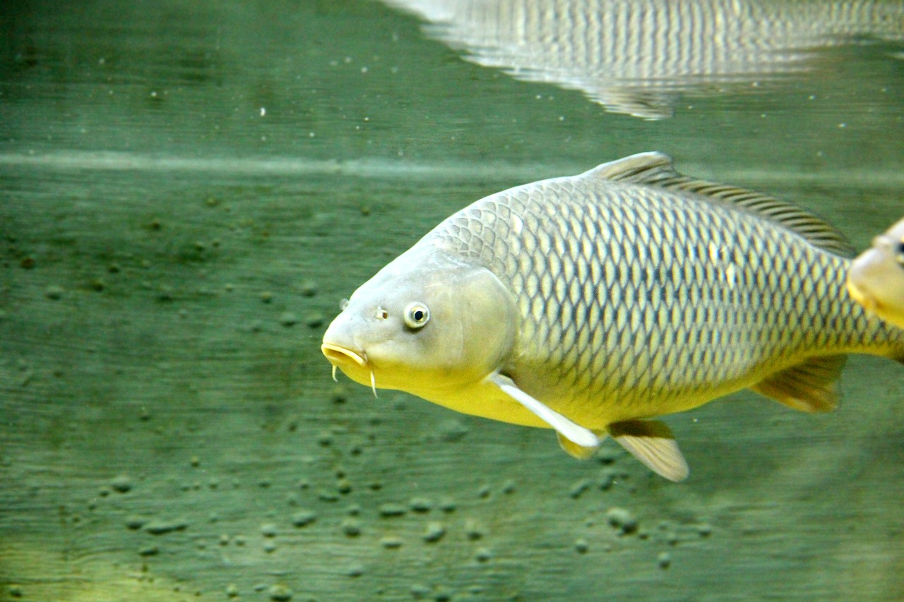 carp  fish  underwater free photo