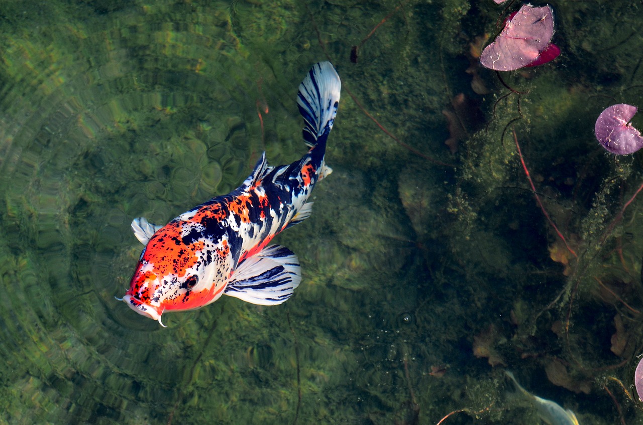 carp  koi  japanese free photo