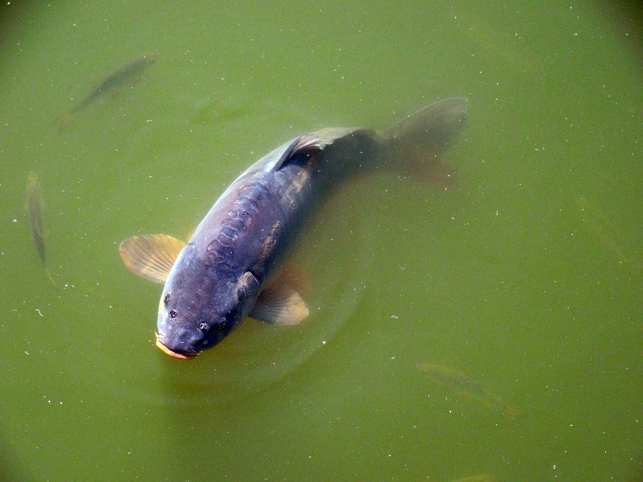 carp fish lake free photo