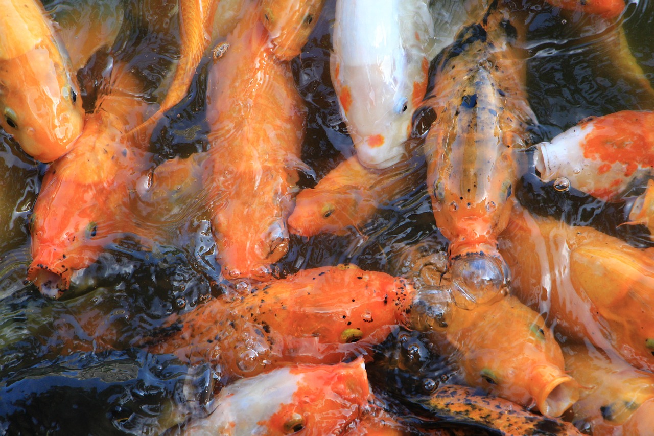 carp fish goldfish free photo