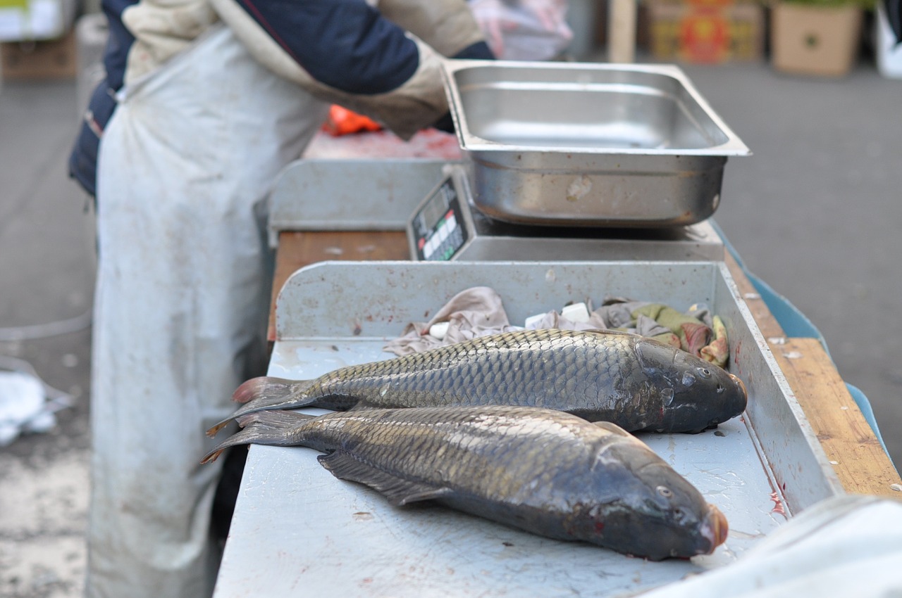 carp harvesting scales free photo