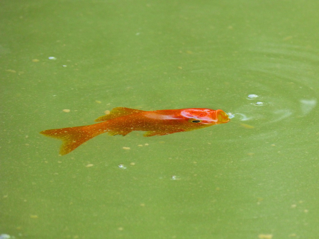 carp fish bubble free photo