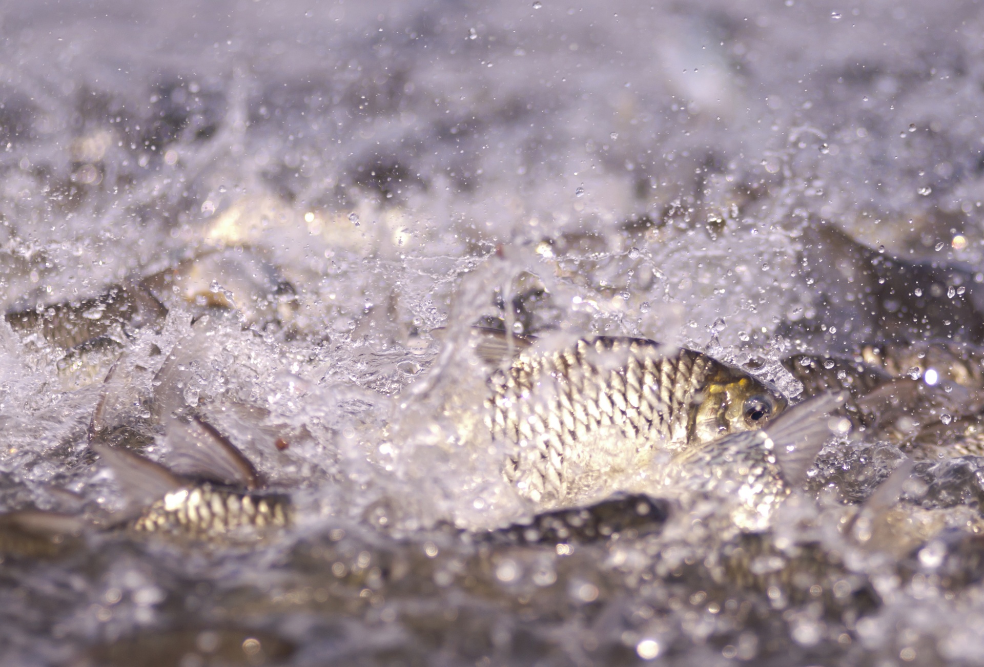 pond fish carp fish free photo