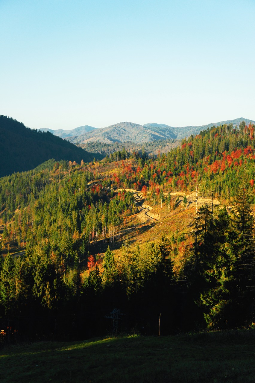 carpatians  mountains  forest free photo