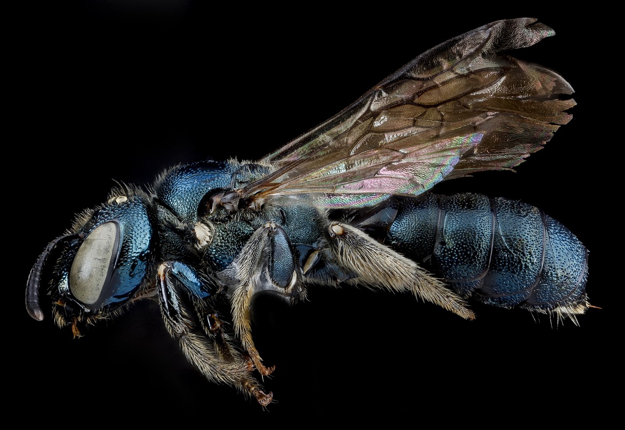 carpenter bee insect macro free photo