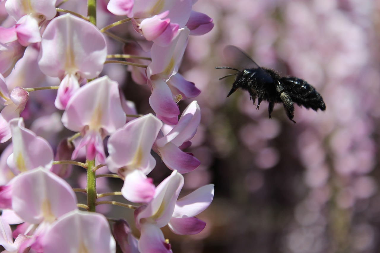 carpenter bee xylocopa wisteria free photo