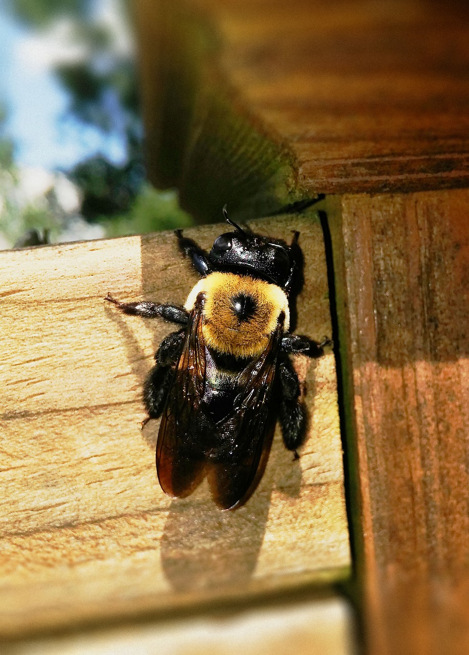 carpenter bee bee xylocopa free photo