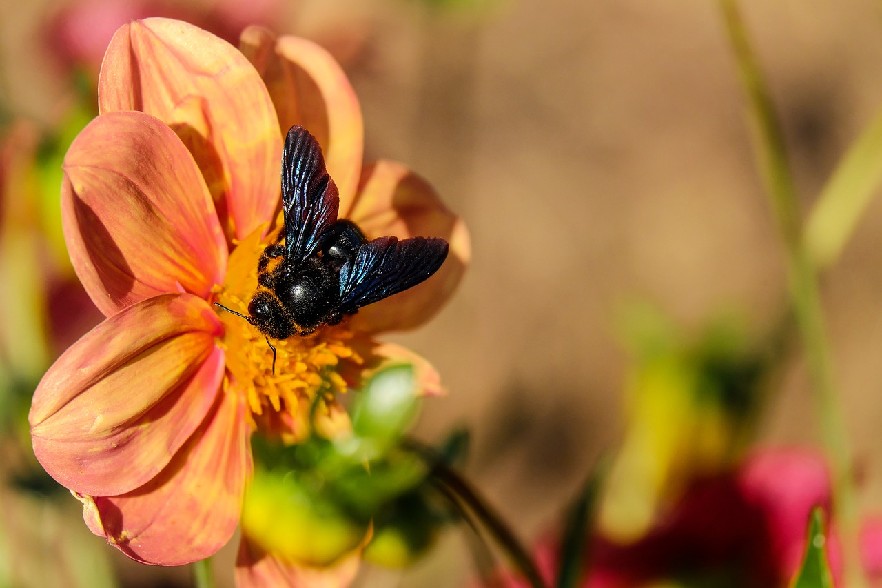 carpenter bee bee insect free photo