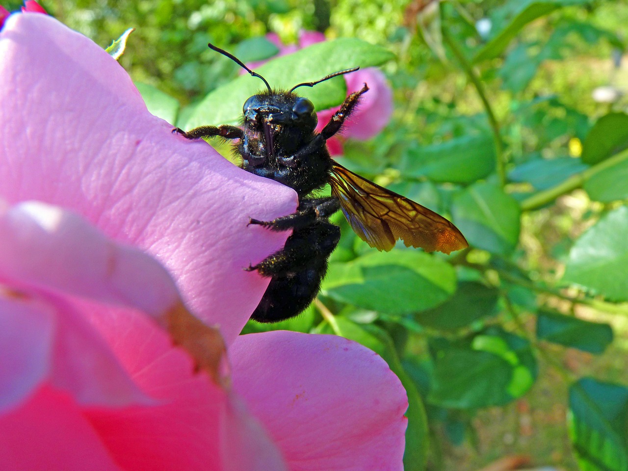 carpenter bee insect forage free photo