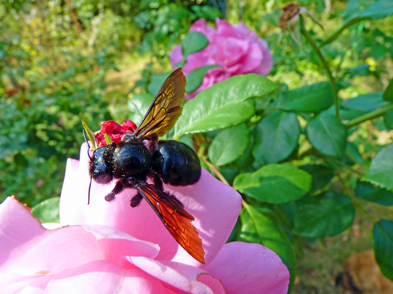 carpenter bee insect forage free photo