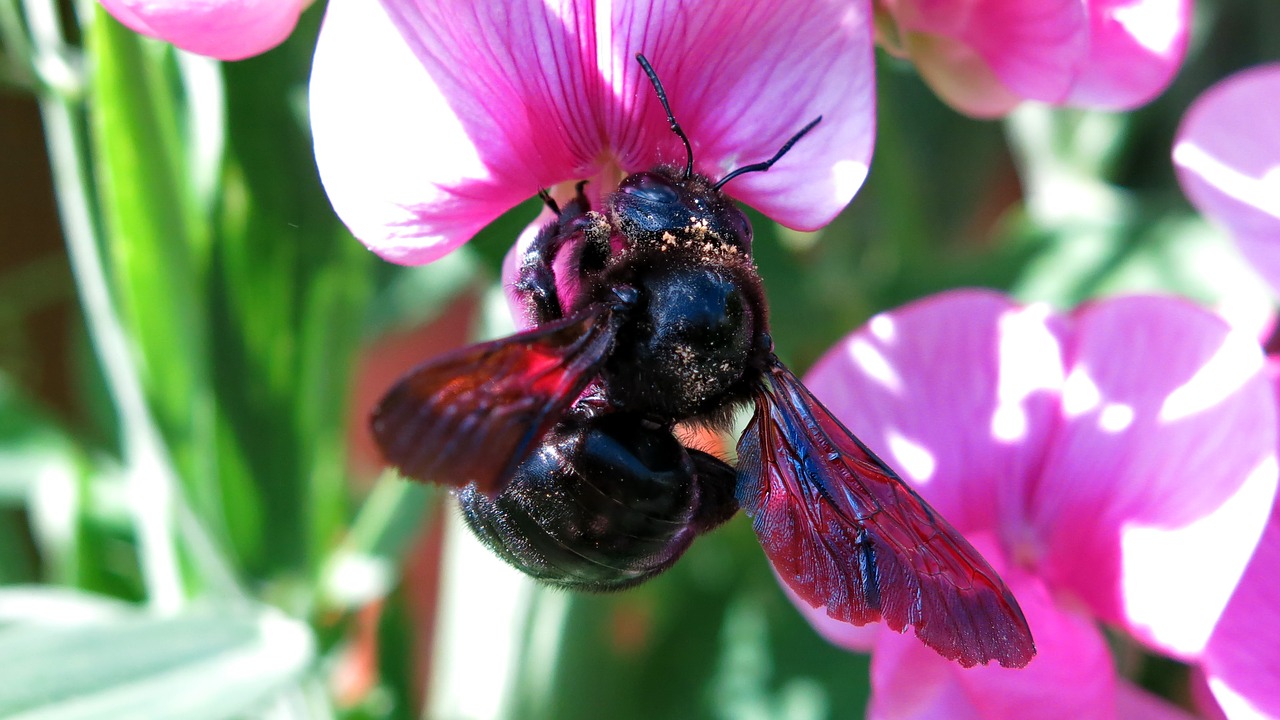 carpenter bee bee blossom free photo