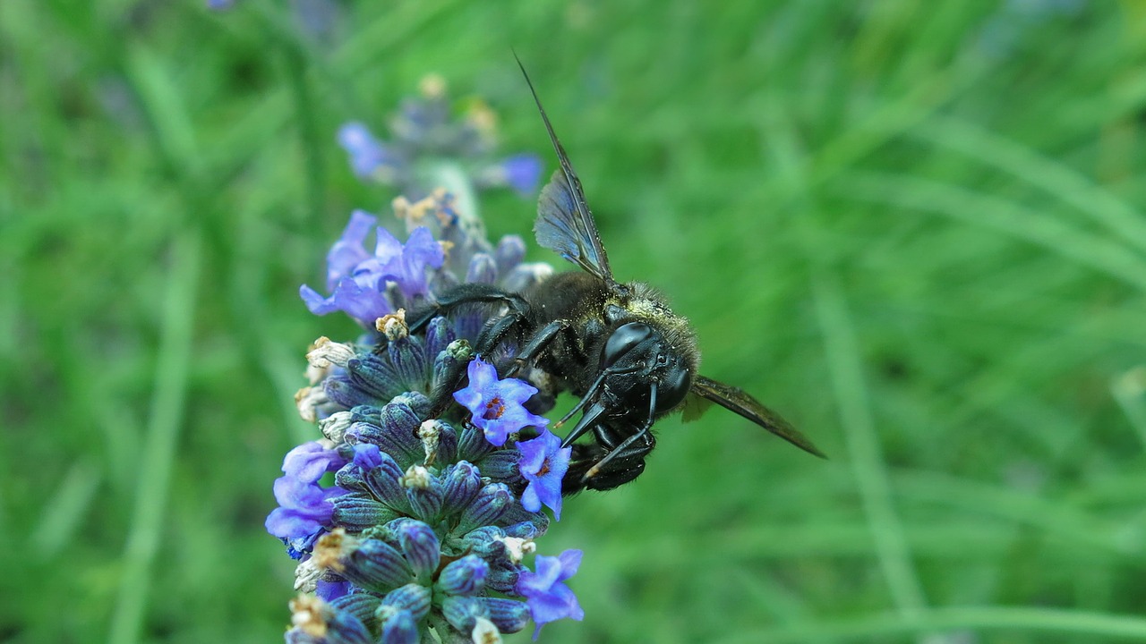 carpenter bee blue black wooden bee insect free photo