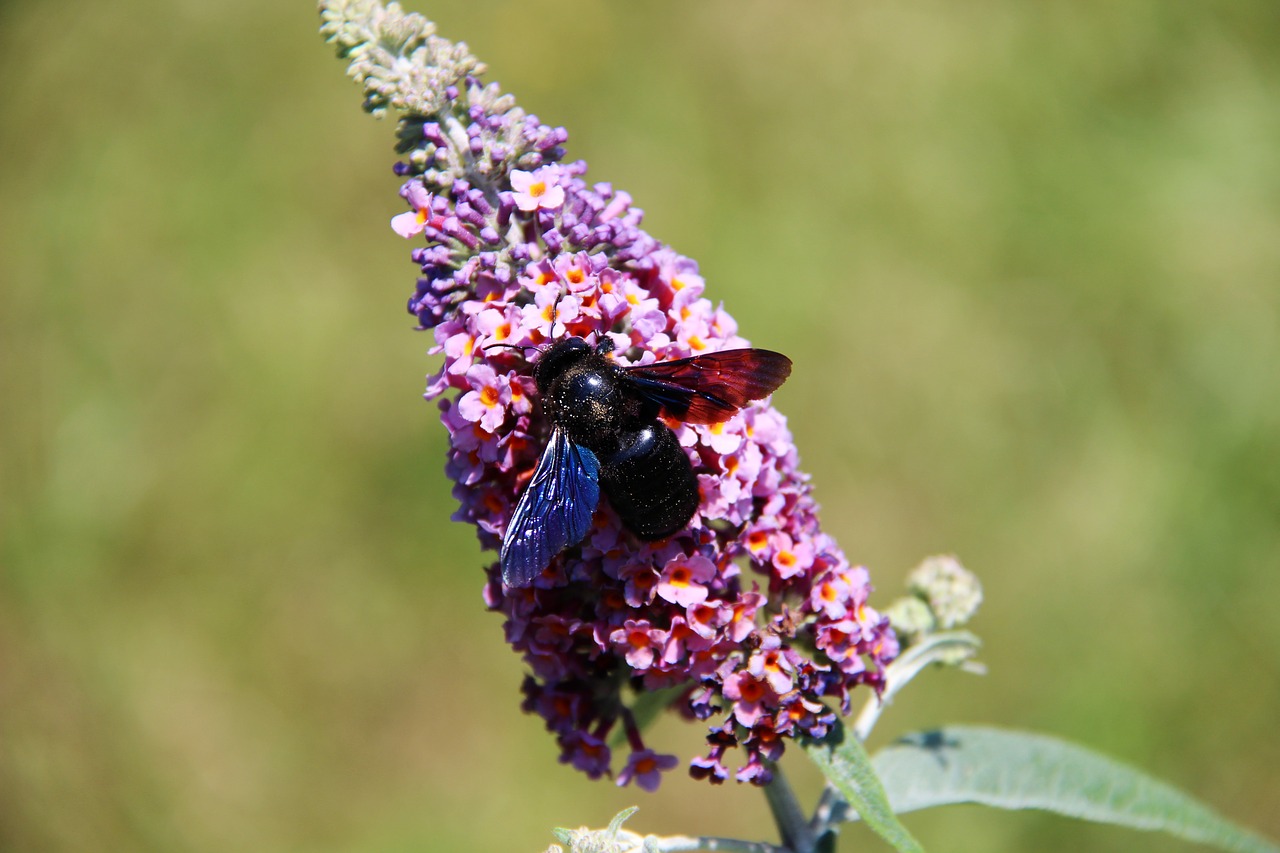 carpenter bee  insect  flower free photo