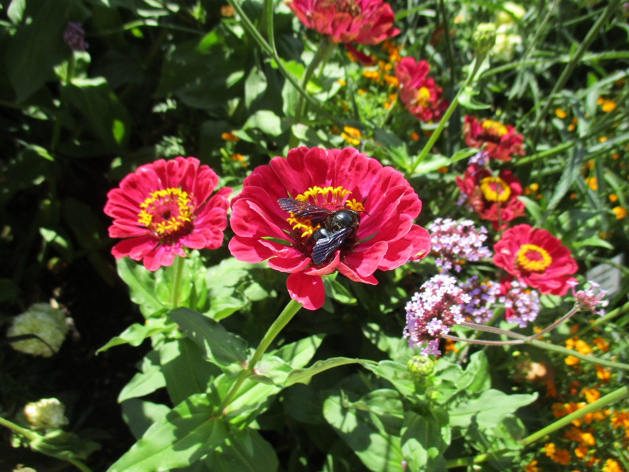 carpenter bee  insect  nature free photo