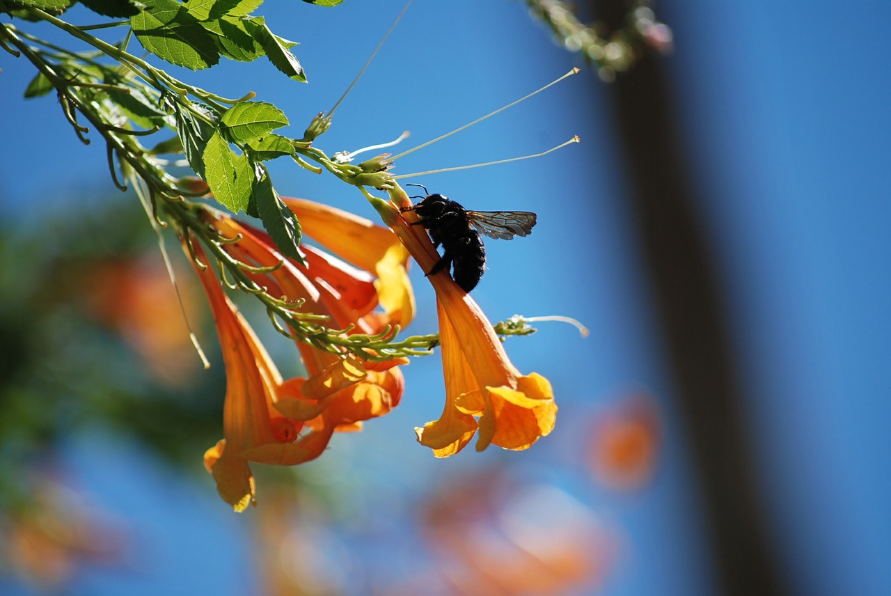 carpenter bee bee floral free photo