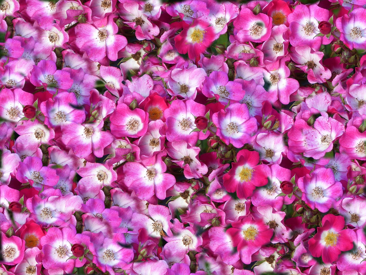 carpet of flowers pink white spring free photo