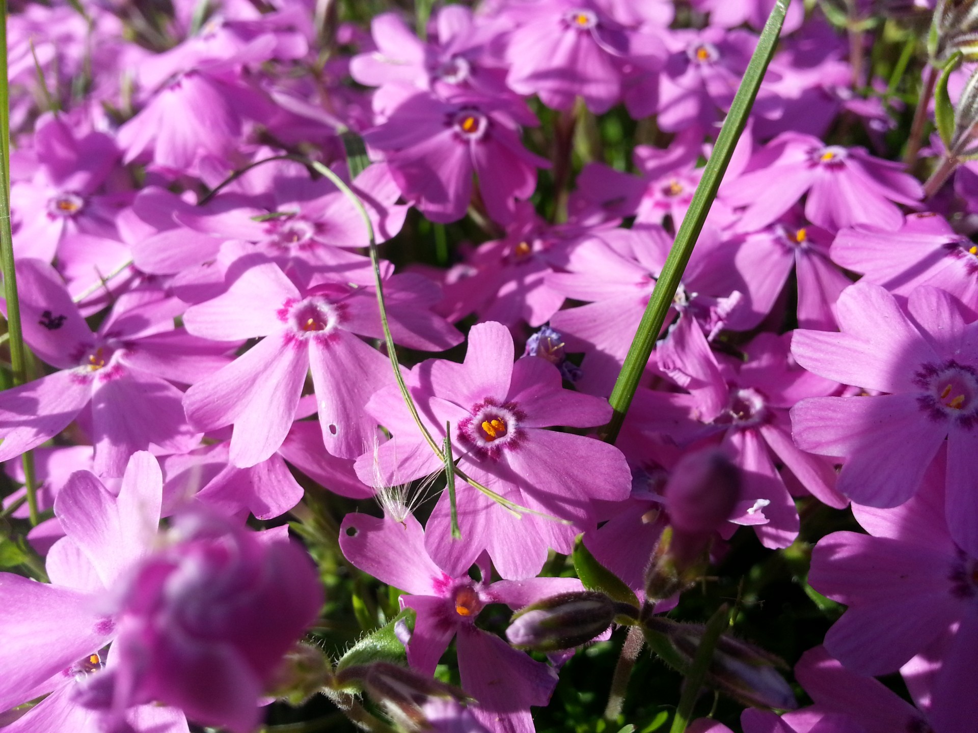 flower spring violet free photo