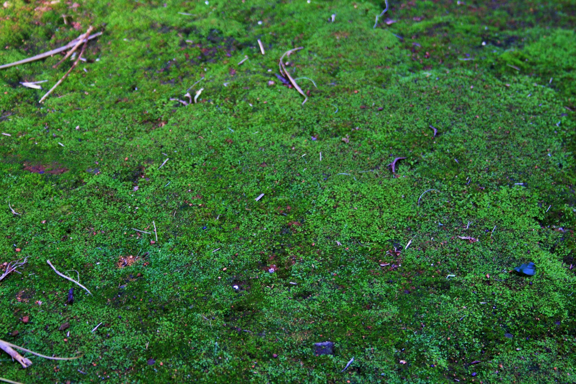 moss green carpet free photo