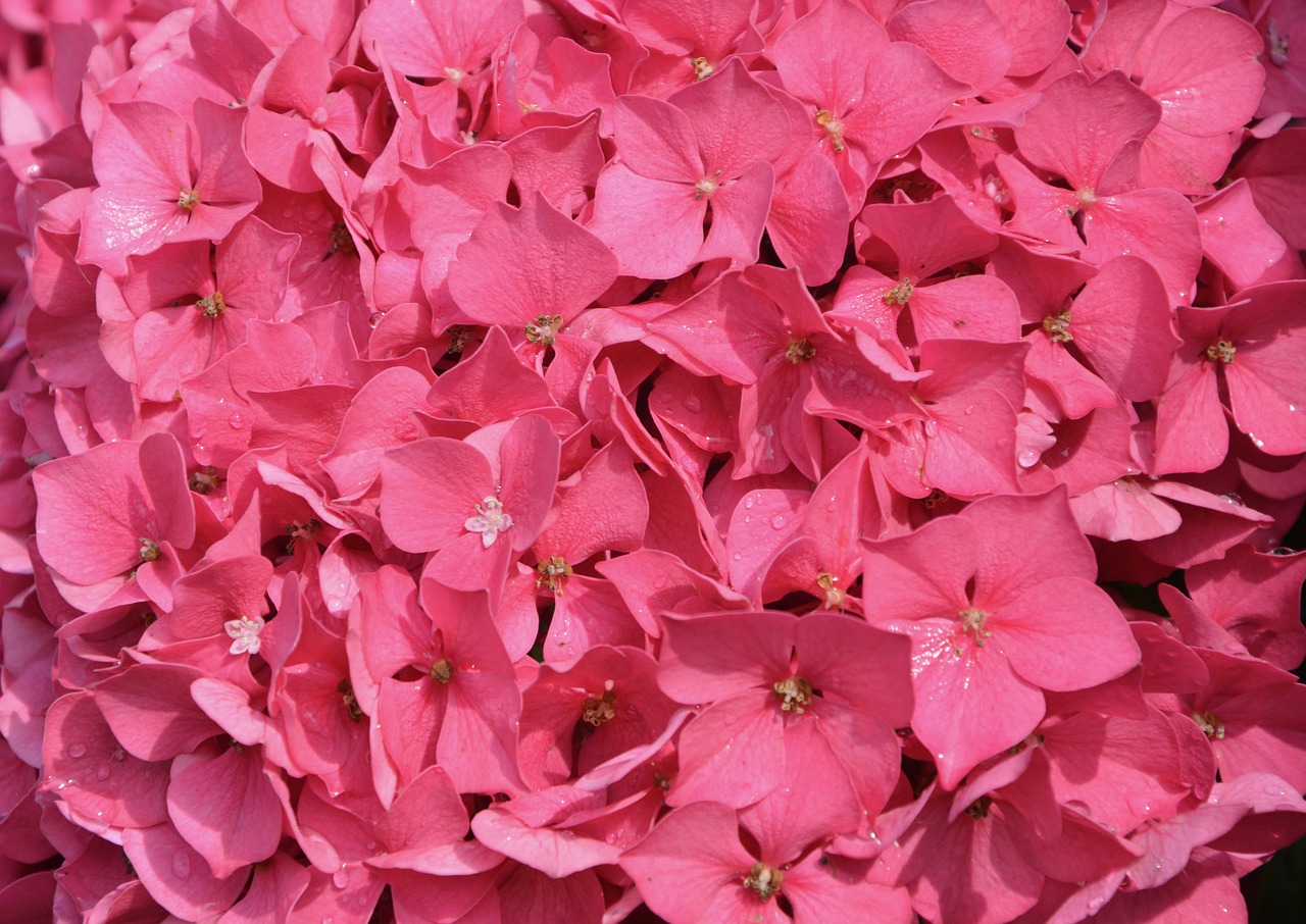 carpet of petals pink hydrangea pink free photo
