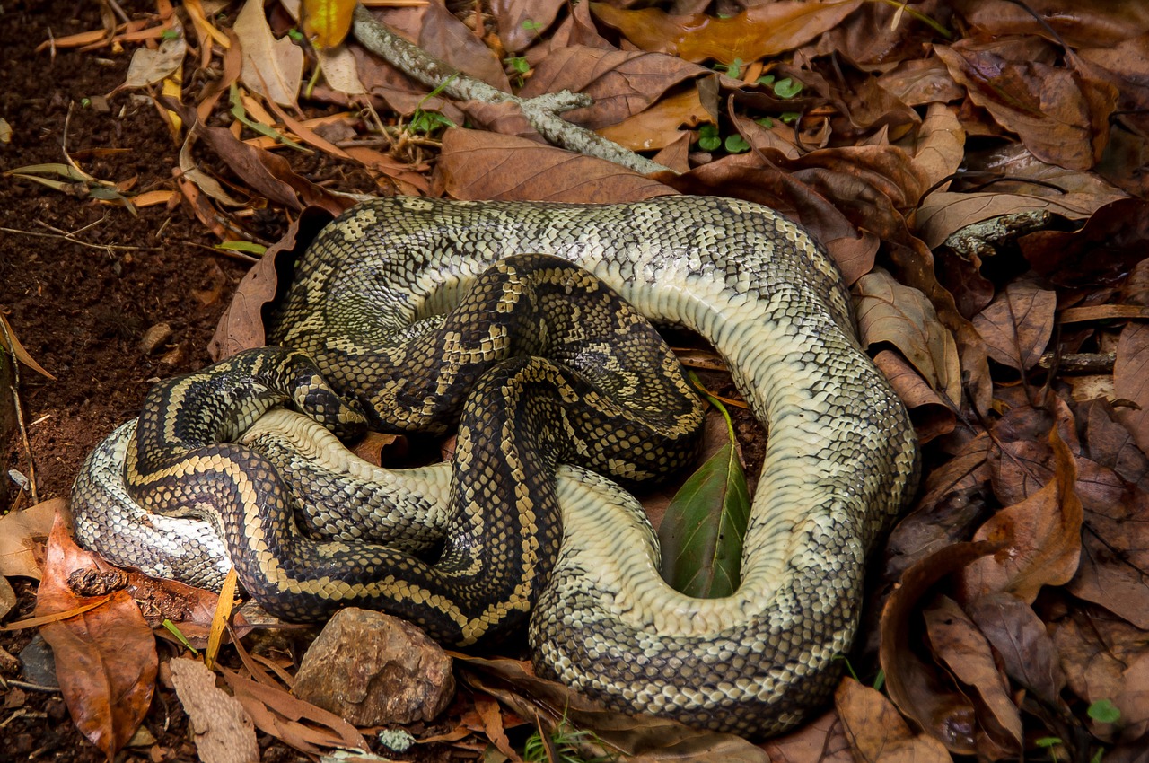 carpet python dead snake free photo