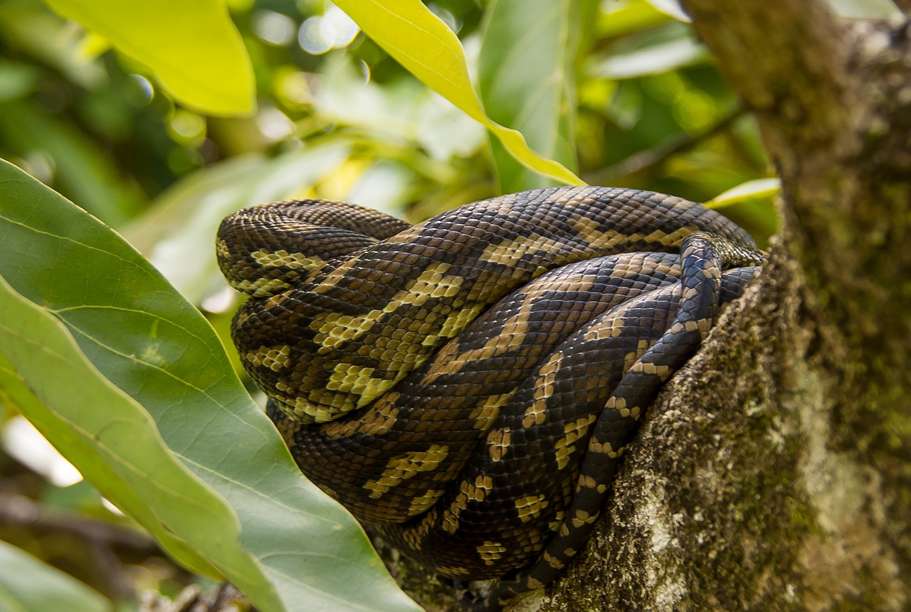 carpet python snake python free photo