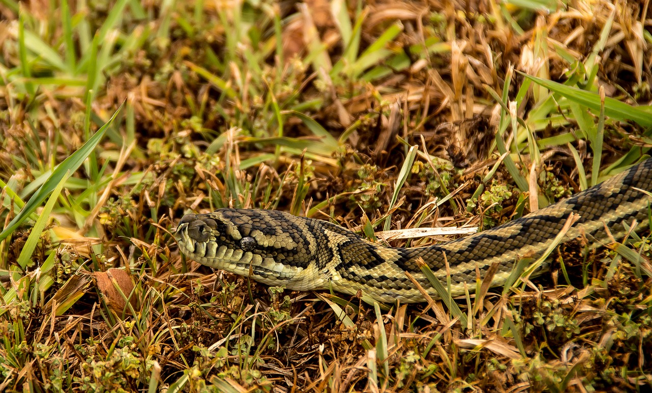 carpet python  snake  python free photo