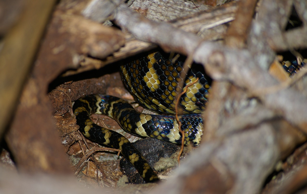 carpet python  snake  python free photo