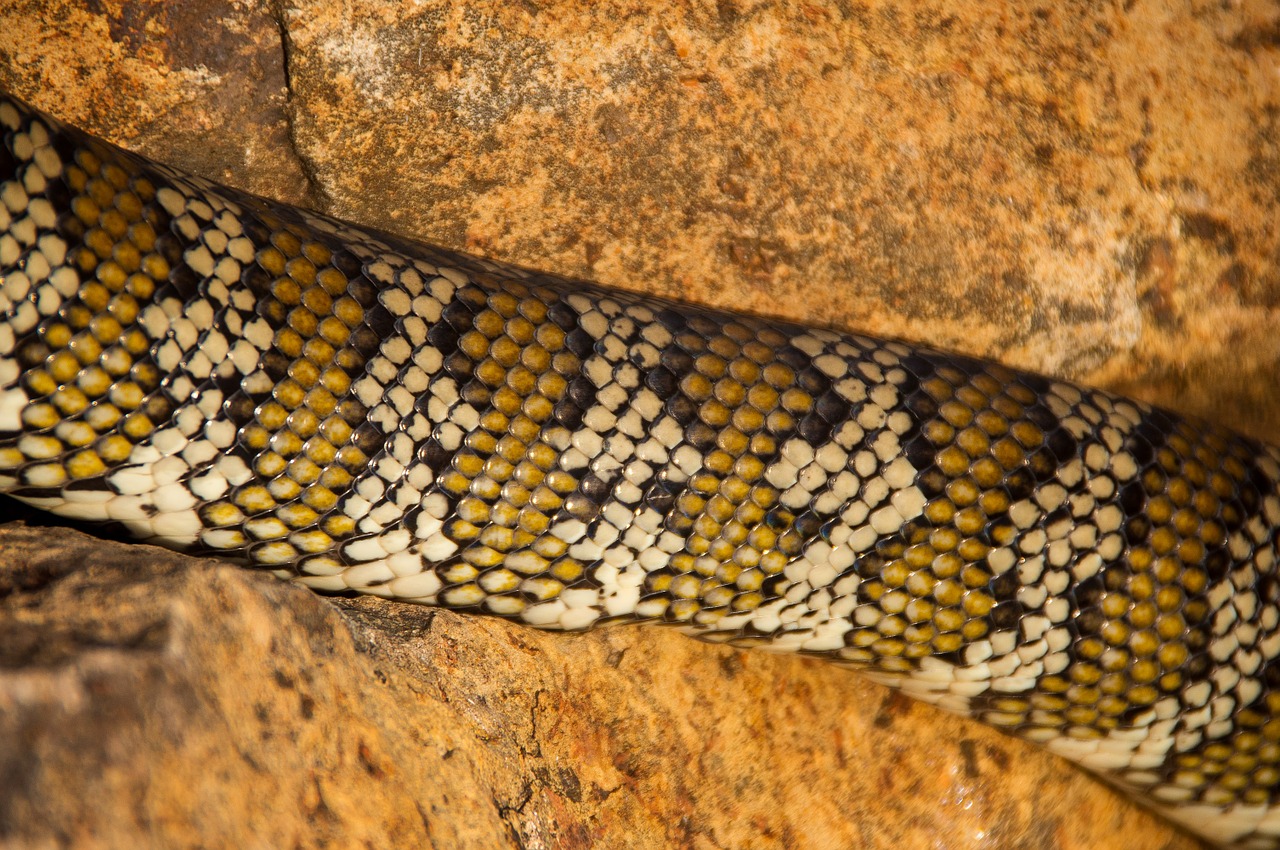 carpet python python australia free photo