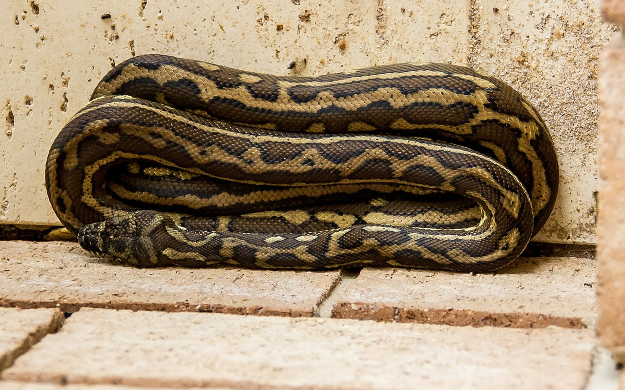 carpet python python coiled free photo