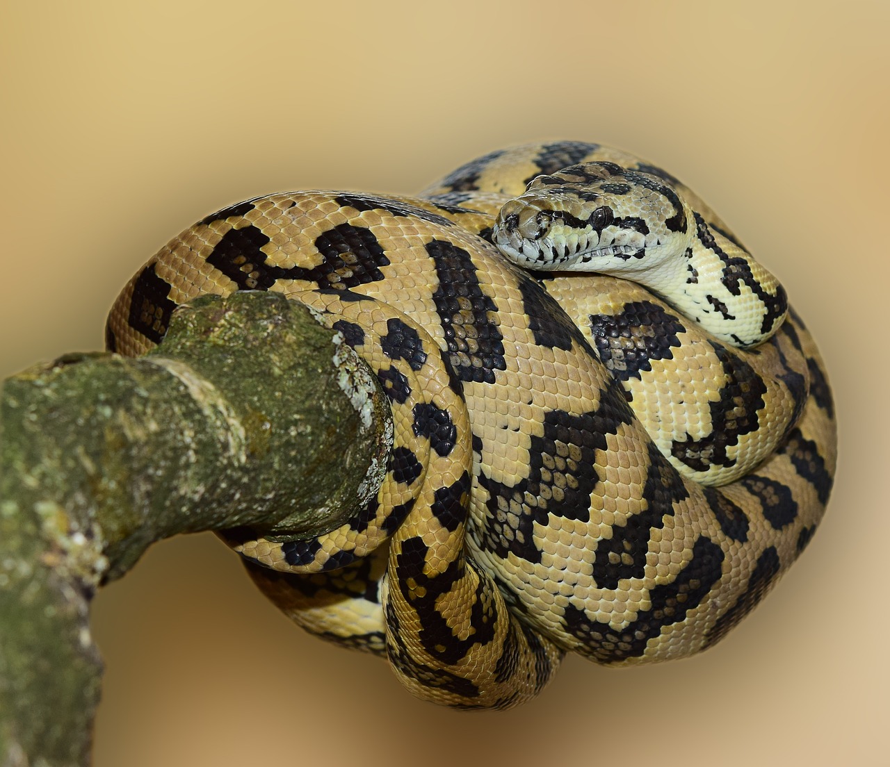 carpet python snake wildlife animal world free photo