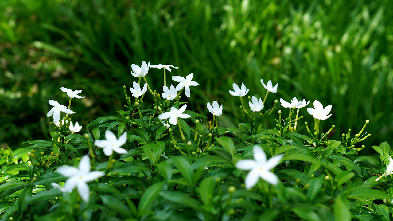 carpet white flowers green background free photo