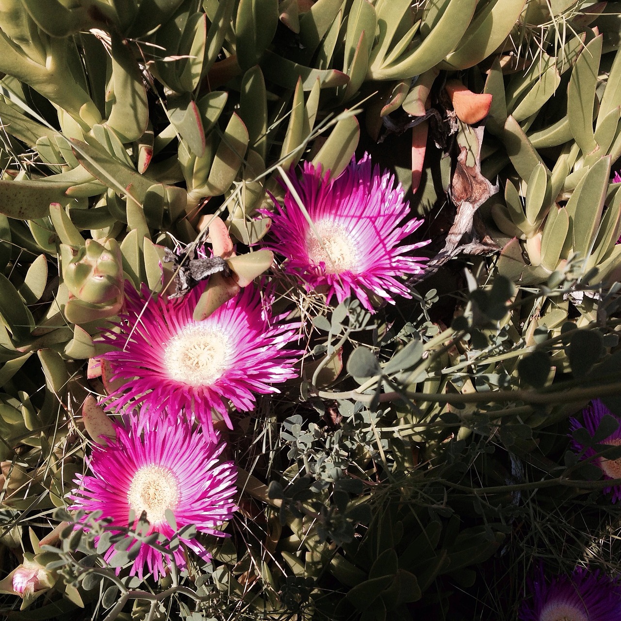 carpobrotus spp ventimiglia free photo