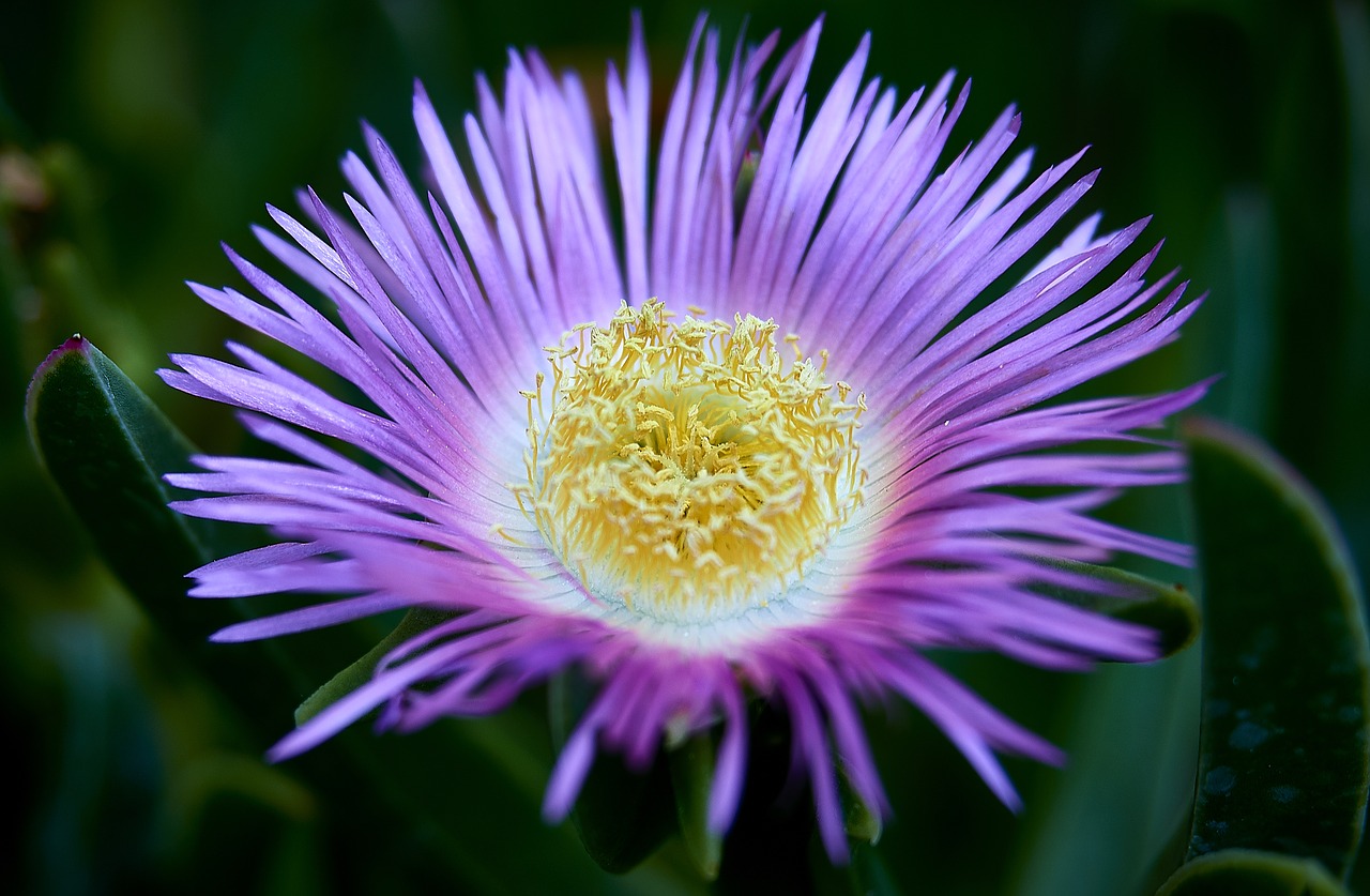 carpobrotus  flower  petals free photo