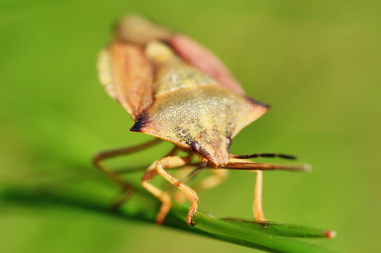 carpocoris fuscispinus  northern fruit bug  bug free photo