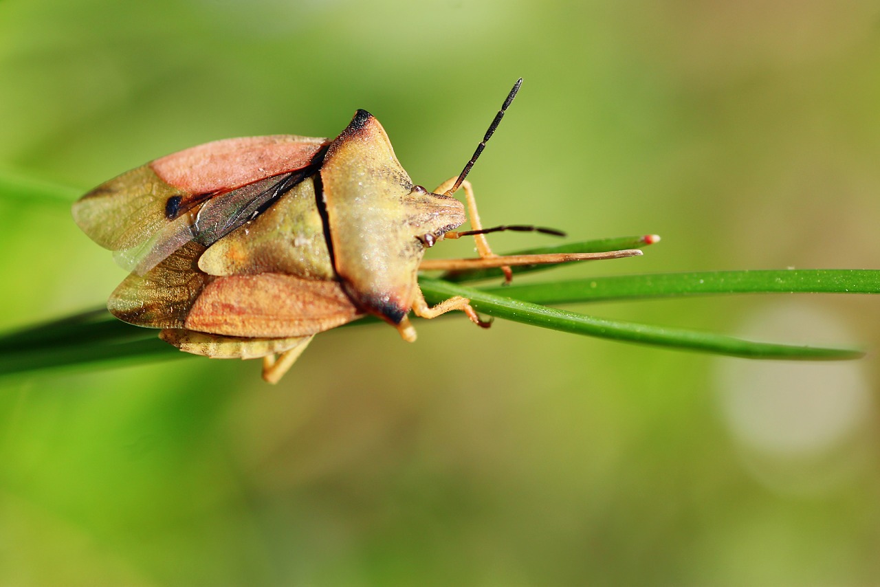 carpocoris fuscispinus  northern fruit bug  bug free photo